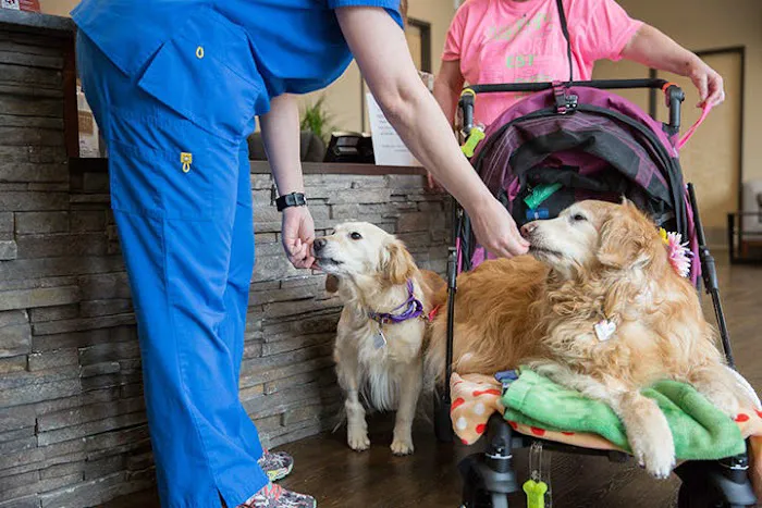 Uptown Animal Hospital & Urgent Care 12