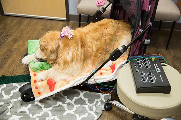 Uptown Animal Hospital & Urgent Care 12
