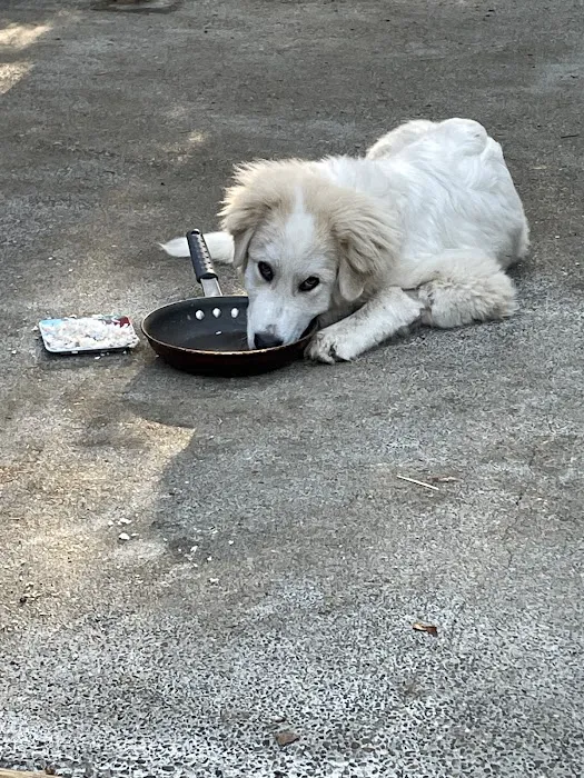 Uptown Animal Hospital & Urgent Care 12