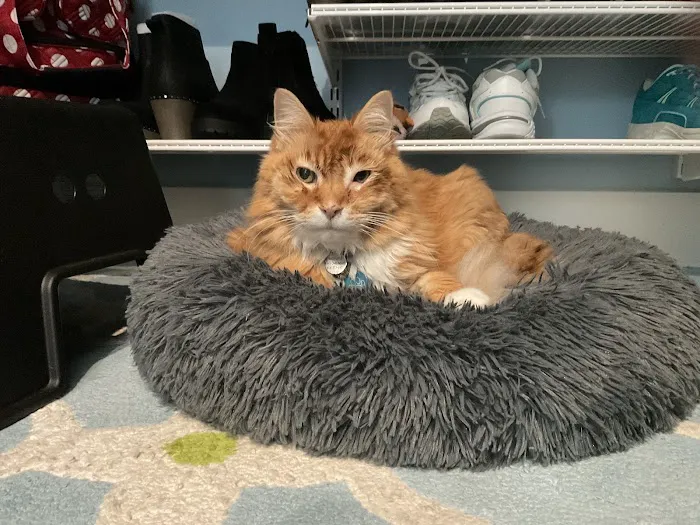 Gig Harbor Veterinary Hospital 12