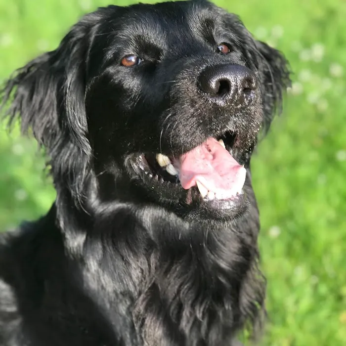 PetZen Animal Wellness Center 12