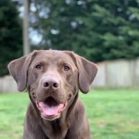 Puget Sound Veterinary Specialty & Emergency ico