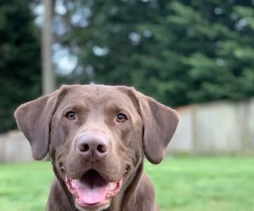 Puget Sound Veterinary Specialty & Emergency