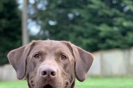 Puget Sound Veterinary Specialty & Emergency