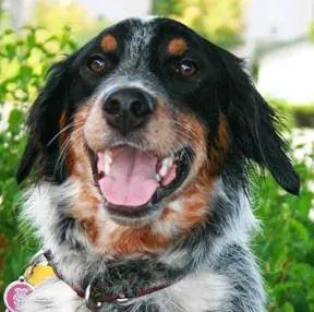 Evergreen Animal Hospital 12