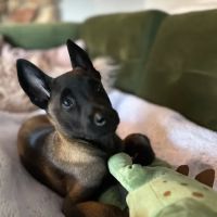 Evergreen Animal Hospital ico