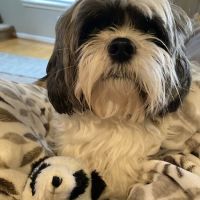 Chambers Creek Veterinary Hospital ico
