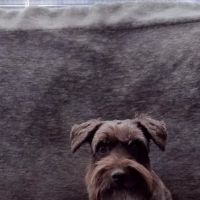 Animal Hospital of Parkland: Peterson Mark A DVM ico