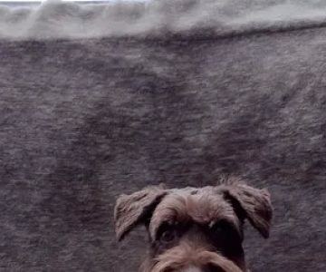 Animal Hospital of Parkland: Peterson Mark A DVM