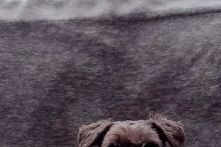 Animal Hospital of Parkland: Peterson Mark A DVM