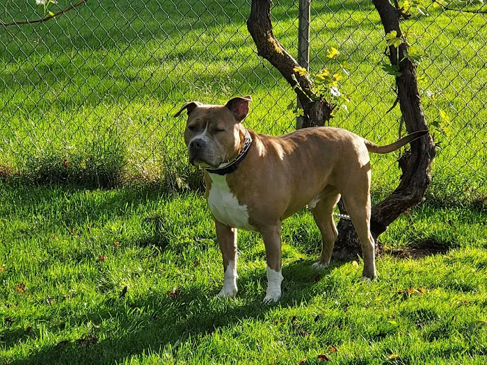 Lakewood Veterinary Hospital 12