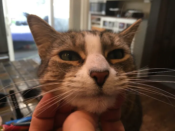 Lakewood Veterinary Hospital 12