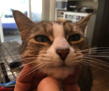 Lakewood Veterinary Hospital