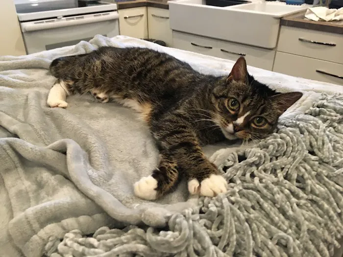 Lakewood Veterinary Hospital 12