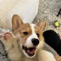 Pet Doctor ico