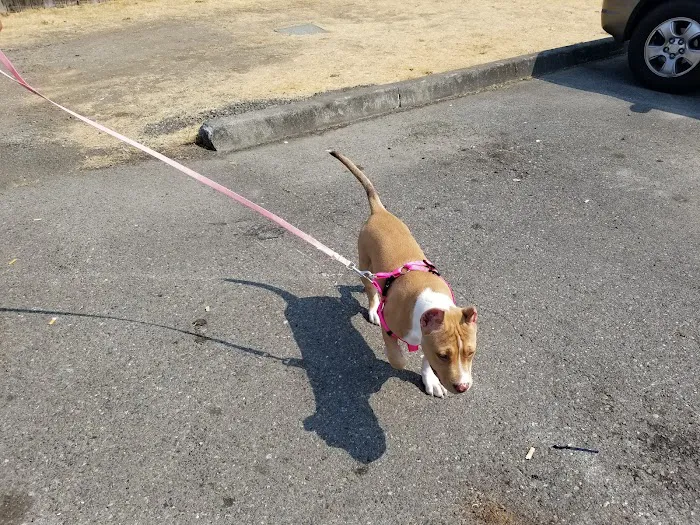 VCA Parkway Animal Hospital 12