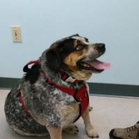 VCA Parkway Animal Hospital ico
