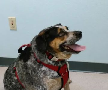 VCA Parkway Animal Hospital