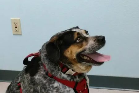 VCA Parkway Animal Hospital