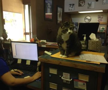 Clover Park Veterinary Hospital