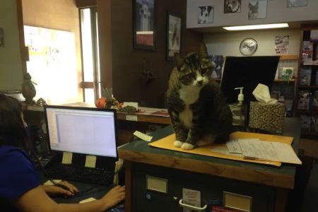 Clover Park Veterinary Hospital