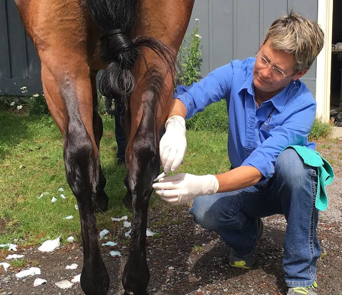 Tacoma Equine Hospital 12