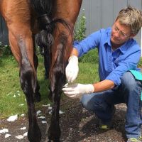 Tacoma Equine Hospital ico
