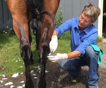 Tacoma Equine Hospital