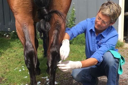 Tacoma Equine Hospital