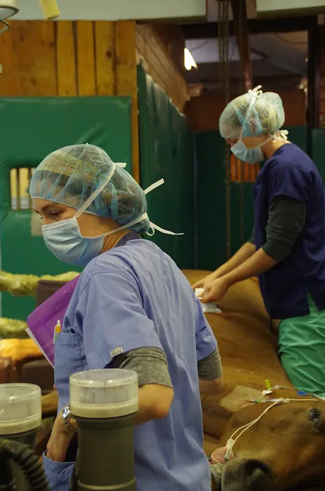 Tacoma Equine Hospital 12