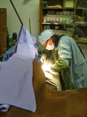 Tacoma Equine Hospital 12