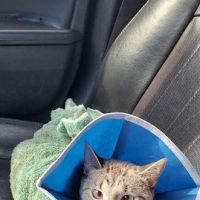 WHARTON VETERINARY CLINIC ico