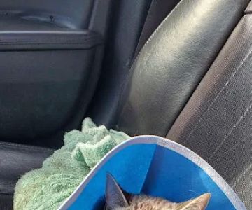 WHARTON VETERINARY CLINIC