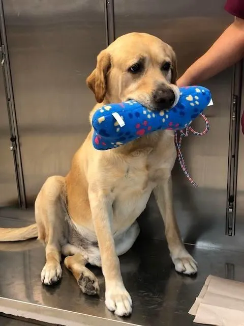WHARTON VETERINARY CLINIC 12