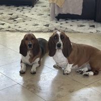 East Bernard Animal Hospital ico