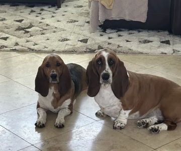East Bernard Animal Hospital
