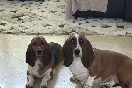 East Bernard Animal Hospital
