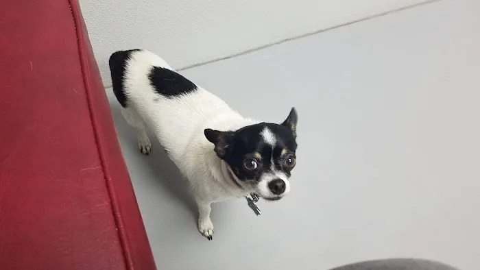 Coastal Plains Animal Clinic 1