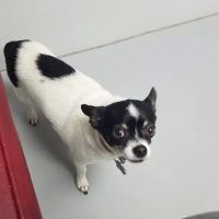 Coastal Plains Animal Clinic ico