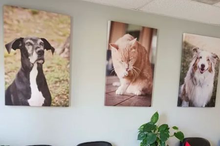 Sealy Animal Hospital