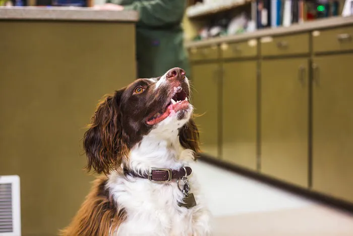 Brenham Veterinary Hospital 7