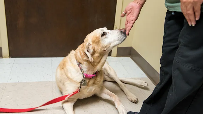 Brenham Veterinary Hospital 10
