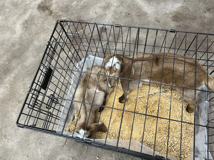 Washington Animal Clinic 12