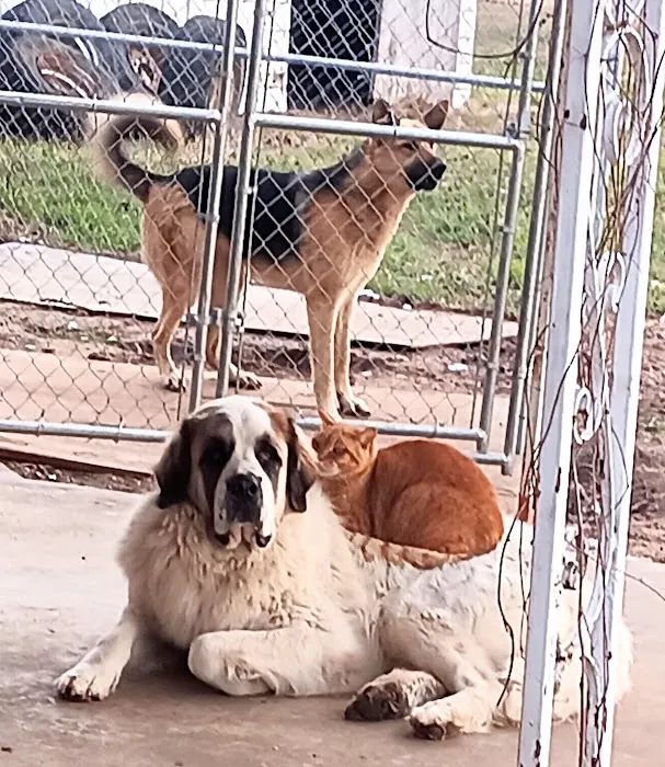 Animal Friends of Washington County veterinary clinic AND dog park 12