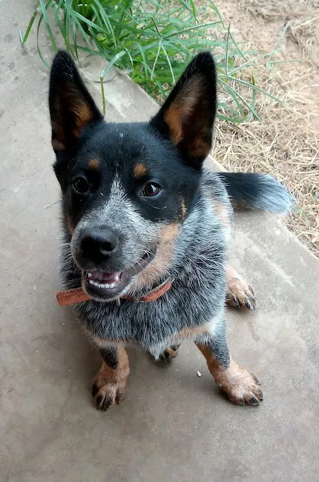 Animal Friends of Washington County veterinary clinic AND dog park 12