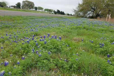 Animal Friends of Washington County veterinary clinic AND dog park