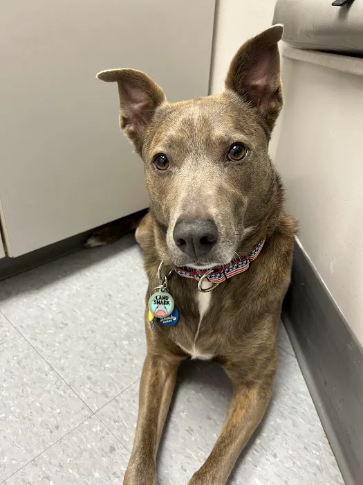 Wellborn Road Veterinary Medical Center 12