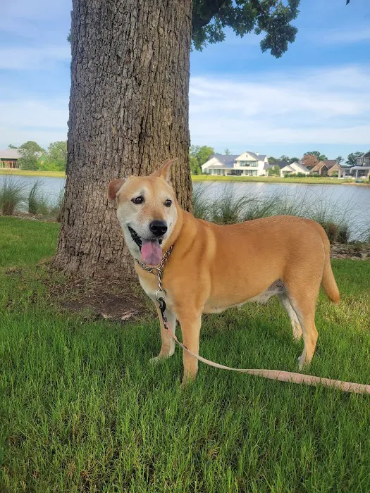 Wellborn Road Veterinary Medical Center 12