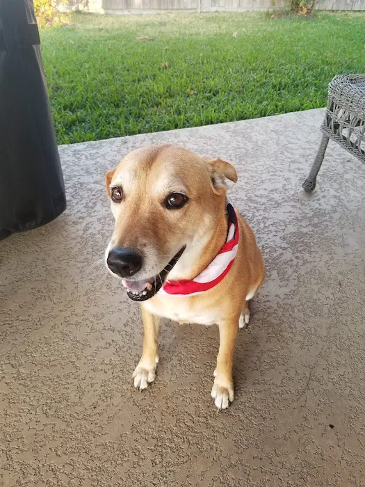 Wellborn Road Veterinary Medical Center 12