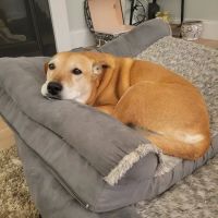 Wellborn Road Veterinary Medical Center ico